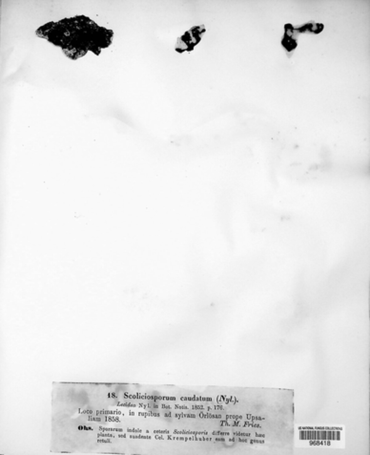 Scoliciosporum caudatum image